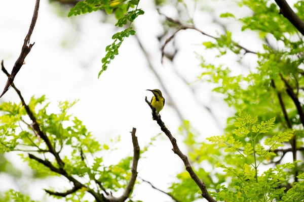 Olive Backed Sunbird Yellow Bellied Sunbird Park Bij Bangkok Thailand — Stockfoto