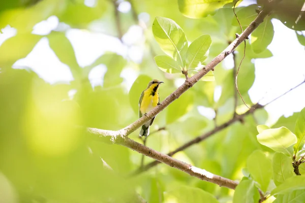 Olive Back Sunbird veya Yellow Belled Sunbird Bangkok, Tayland 'da parkta