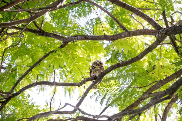 Tayland 'da benekli baykuş