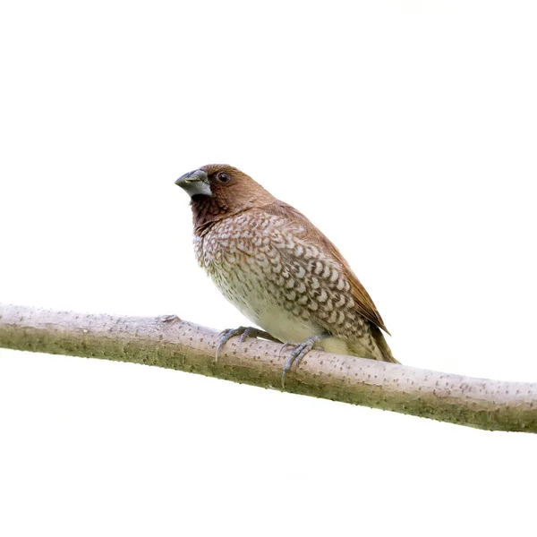 Pássaro Munia Peito Escamoso Fundo Branco — Fotografia de Stock