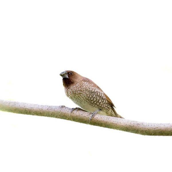 Птах Мунія Білому Фоні — стокове фото