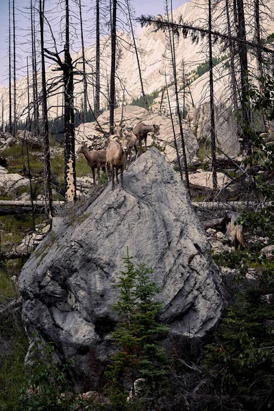 Groep Wilde Berg Geit Schapen Familie Een Rots Canada — Stockfoto