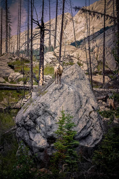 加拿大一座岩石中的野生山羊群 — 图库照片