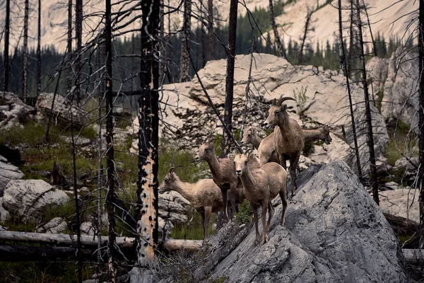 加拿大岩石中的一群野生山羊群 — 图库照片