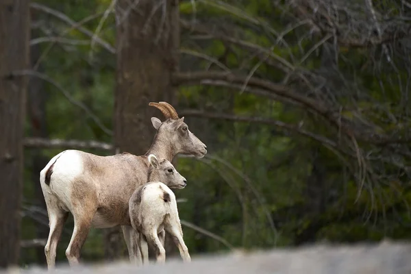 加拿大野生山羊带孩子 — 图库照片