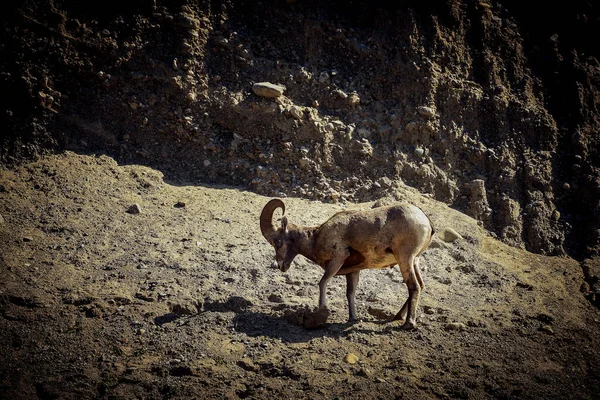 Bighorn Owca Kanadzie — Zdjęcie stockowe