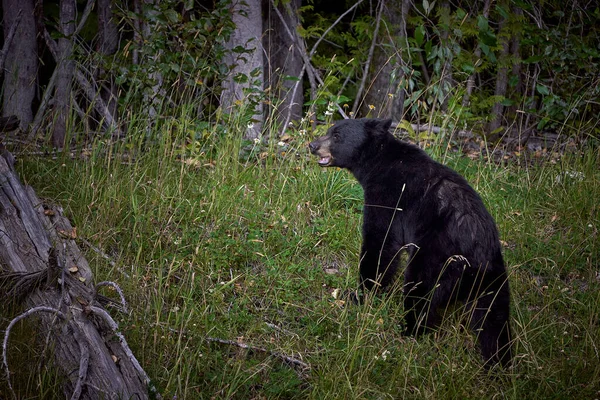 加拿大落基山脉的黑熊 — 图库照片