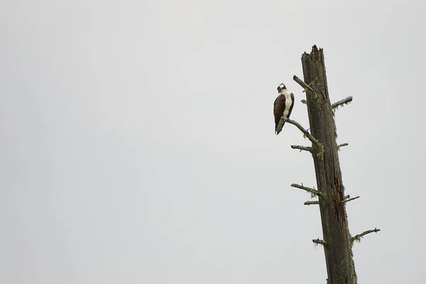 Fischadler Baum Auf Der Suche Nach Einem Fisch — Stockfoto