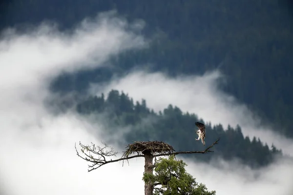 Águila Pescadora Volando Red Las Montañas Rocosas Canadá — Foto de Stock