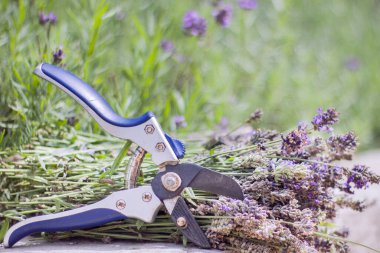 Bir demet olgun lavanta hasat, arka planda büyüyen lavanta çalıları, lavanta kesmek için secateurs aracı.
