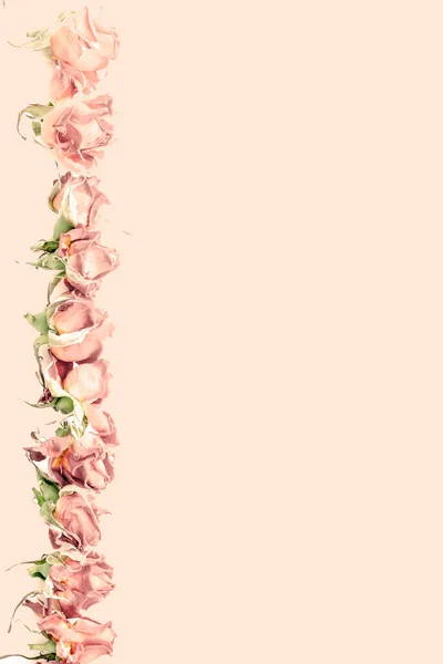 Voorjaarsbloesem of zomer bloeiende roos, toned, bokeh bloem achtergrond, pastel en zachte bloemen kaart — Stockfoto