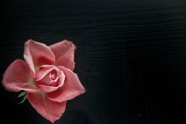 Parlak kırmızı çiçek açan gül siyah bir arkaplanda