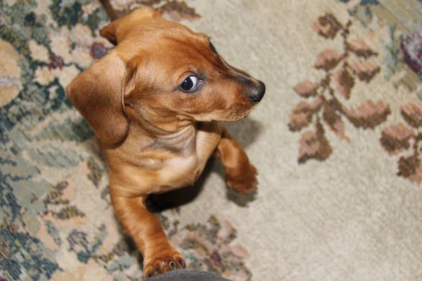 Filhote de cachorro dachshund vermelho engraçado fica em suas pernas traseiras — Fotografia de Stock
