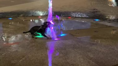 Komik köpek yavrusu şehir çeşmesinin akıntılarıyla oynuyor, suyu ısırmaya çalışıyor. Gece vakti, renkli fenerlerin ışığı.