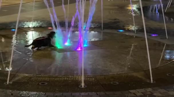 Zabawny szczeniak bawi się strumieniami miejskiej fontanny, próbując ugryźć wodę. Noc, światło kolorowych latarni. — Wideo stockowe