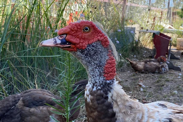 Domesticated animals. Portrait of muscovy mute duck Cairina moschata, out of focus natural background