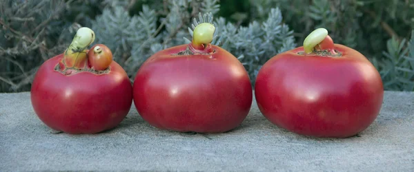 三个丑陋的红色西红柿 在混凝土的背景上 — 图库照片