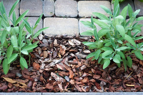 Pine Bark Mulch Two Salvia Bushes Fight Weeds Protection Plant — Stock Photo, Image