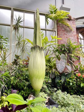 Amorfofallus titanum, titan arum, dünyanın en büyük dallanmamış şişkinliğine sahip bir çiçek bitkisidir..
