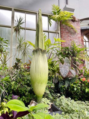 Amorphophallus titanum, the titan arum, is a flowering plant with the largest unbranched inflorescence in the world. clipart