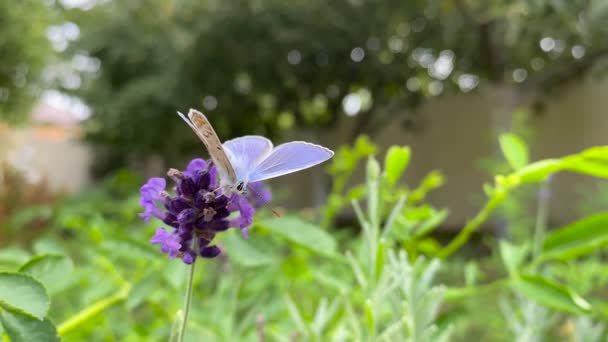 Der männliche Fliederfalter Polyommatus Icarus sitzt auf einer Lavendelblüte und sammelt Nektar. Tagfalter, Insekt aus der Familie der Poliommatinae. — Stockvideo