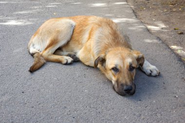 Nazik gözlü evsiz kırmızı köpek asfalta uzanmış kameranın lensine bakıyor.