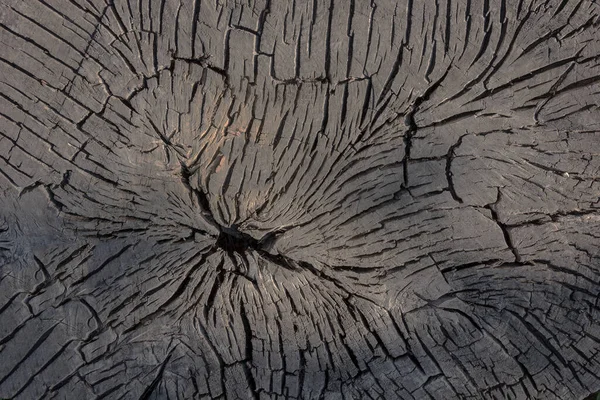 Fondo de madera marrón oscuro, una muestra aserrada de un árbol viejo —  Fotos de Stock