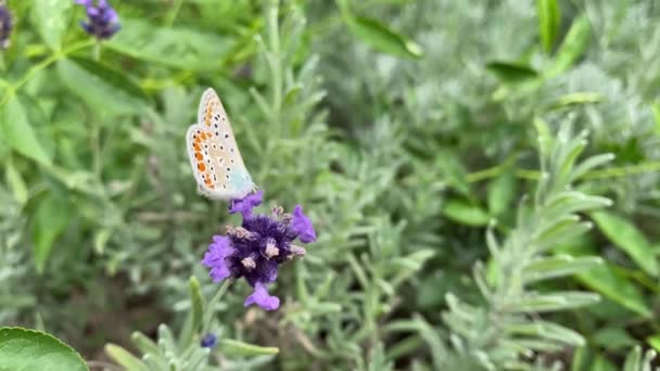 Manlig lila fjäril Polyommatus Icarus sitter på en lavendelblomma och samlar nektar. Dagfjäril, insekt av familjen Poliommatinae. — Stockvideo