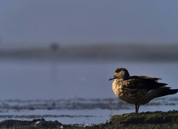 Wildlife Foto Van Een Kuifeendje Lophonetta Specularioides Morgen Zon — Stockfoto