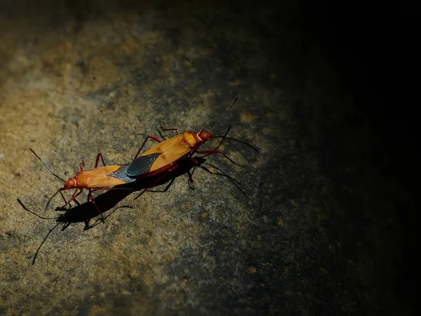 Mating Beetles Rock — Stock Photo, Image
