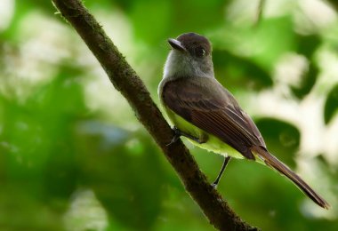 Bir Dusky-capted Flycatcher (Myiarchus tuberculifer) vahşi yaşam fotoğrafı)