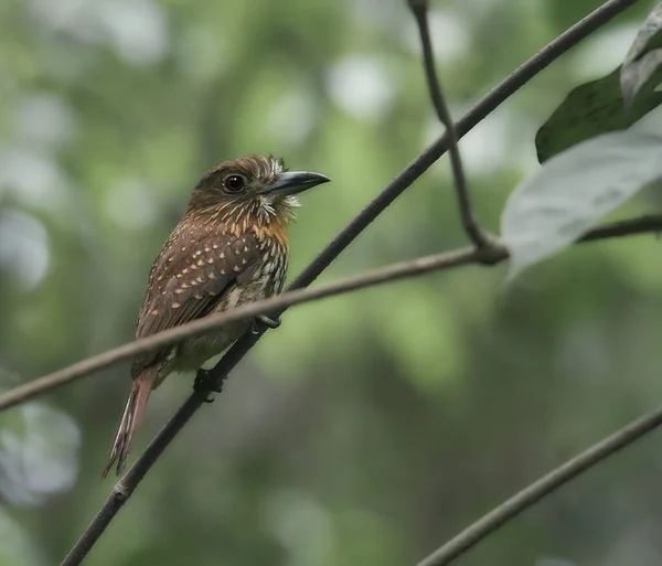 Djurfoto Vitmorrade Puffbird Malacoptila Panamensis Tropisk Skog Costa Rica — Stockfoto