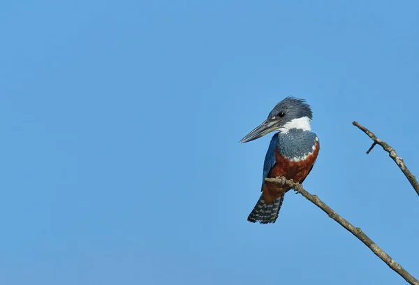 Wildlife Photo Ringed Kingfisher Megaceryle Torquata Branch — Stock Photo, Image