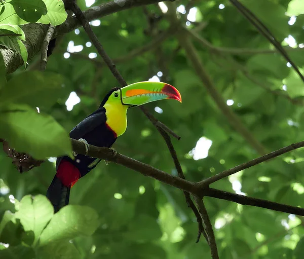 在热带雨林的树枝上挂着一张色彩斑斓的龙舌兰的野生动物照片 — 图库照片