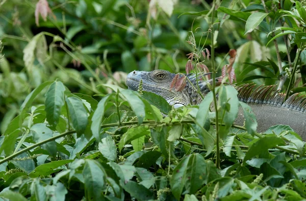 Photo Animalière Iguane Sur Arbre Dans Parc National Costa Rica — Photo