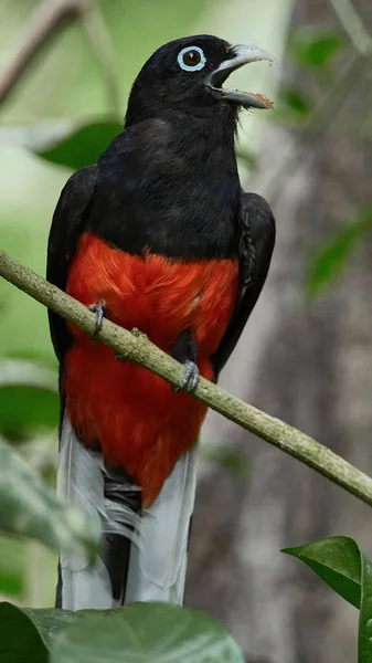 Foto Vida Selvagem Baird Trogon Trogon Bairdii — Fotografia de Stock