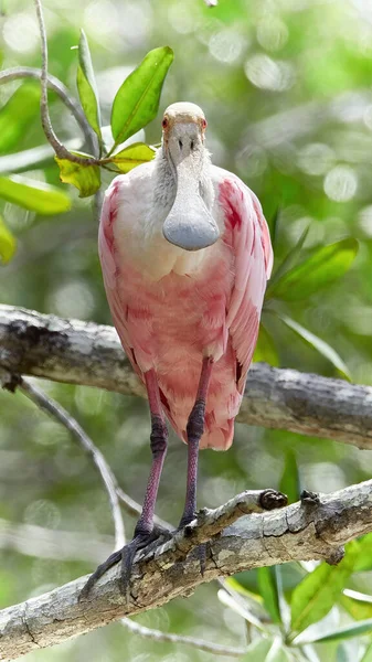 Foto Vida Selvagem Uma Colher Roseate Platalea Ajaja — Fotografia de Stock