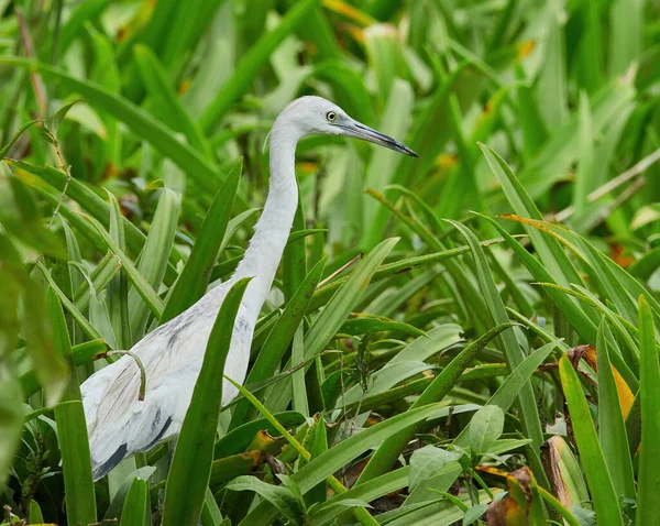 Fotos Vida Selvagem Uma Pequena Garça Azul Egretta Caerulea — Fotografia de Stock