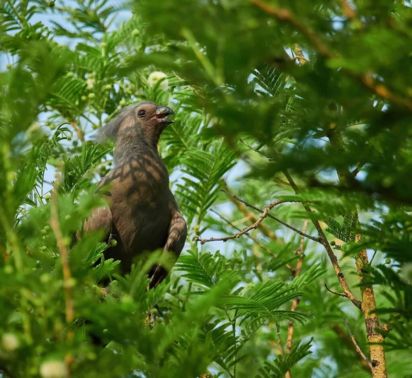 Fotos Vida Selvagem Pássaro Cinza Away Corythaixoides Concolor — Fotografia de Stock