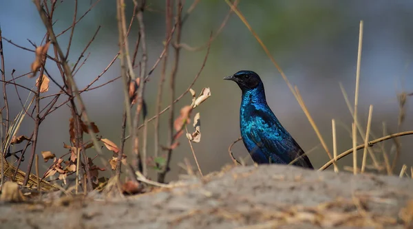 Foto Vida Selvagem Meves Glossy Starling Lamprotornis Mevesii — Fotografia de Stock