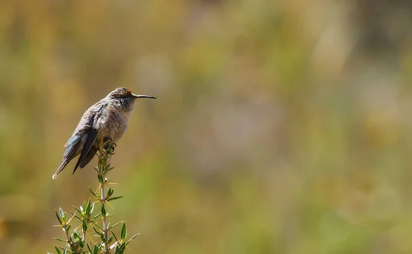 Fotografía Una Hillstar Andina Oreotrochilus Estella — Foto de Stock