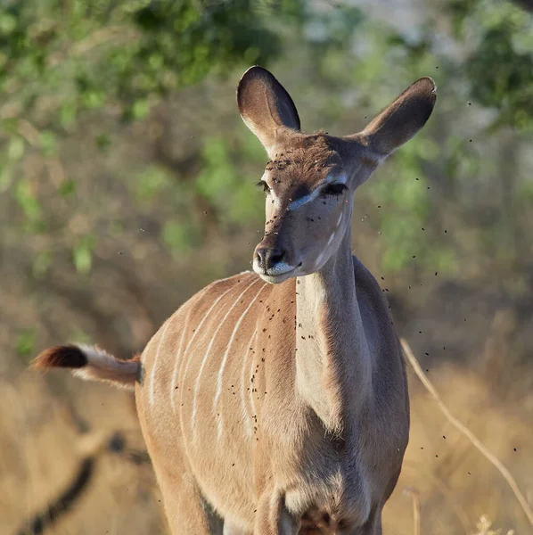 Фото Большого Куду Tragelaphus Strepsiceros Намибии — стоковое фото