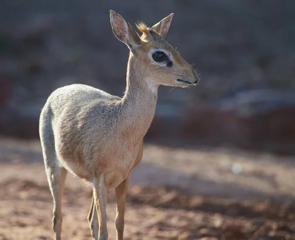 Wildlife Photo Kirk Dik Dik Madoqua Kirki — стоковое фото