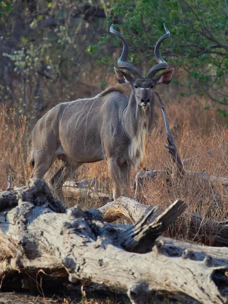 Фотография Дикой Природы Застенчивого Большого Куду Tragelaphus Strepsiceros Ботсване — стоковое фото