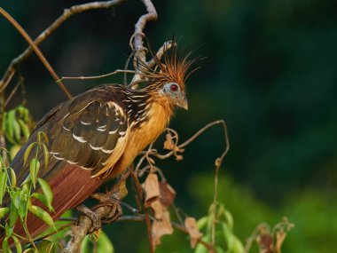 Peru Amazonları 'nda bir Hoatzin (Opisthocomus hoazin) vahşi yaşam fotoğrafı