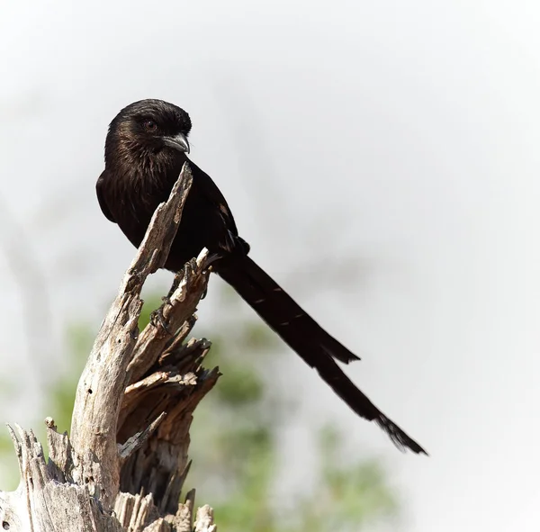 Foto Vida Selvagem Magpie Shrike Urolestes Melanoleucus — Fotografia de Stock