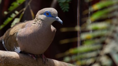 Batı Peru Güvercini 'nin vahşi yaşam fotoğrafı Zenaida Meloda