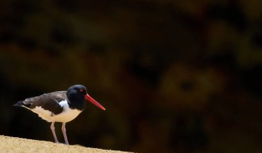Pasifik kıyısındaki bir Amerikan istiridye avcısının (Haematopus palliatus) vahşi yaşam fotoğrafı
