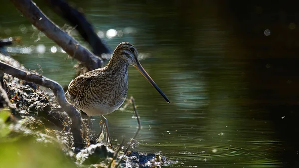 Wildlife Foto Van Een Common Snipe Gallinago Gallinago — Stockfoto