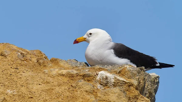 Wilde Dieren Foto Van Een Bandstaart Meeuw Larus Belcheri Peru — Stockfoto